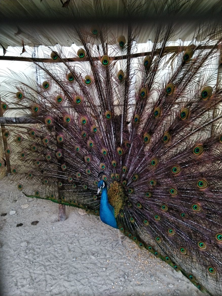 Venda de casais de Garnisos, Faisões Patos Carolinos .