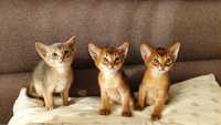 Абиссинские Котики . Абіссінські кошенята