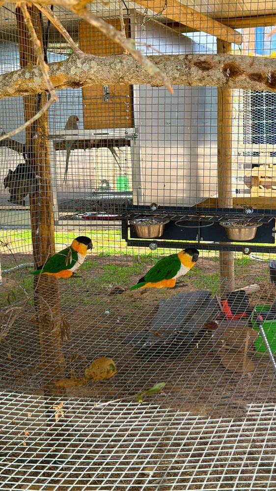 Ring Neck, aratingas, marianinhas, loris…