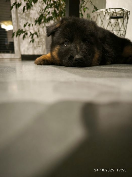 owczarek niemiecki długowłosy