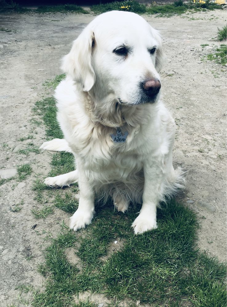 В очікуванні Золотистий ретрівер/ goldenretriever