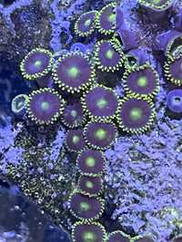 30 Zoanthus Blue Hole 6 polipow Zoa Akwarium Morskie