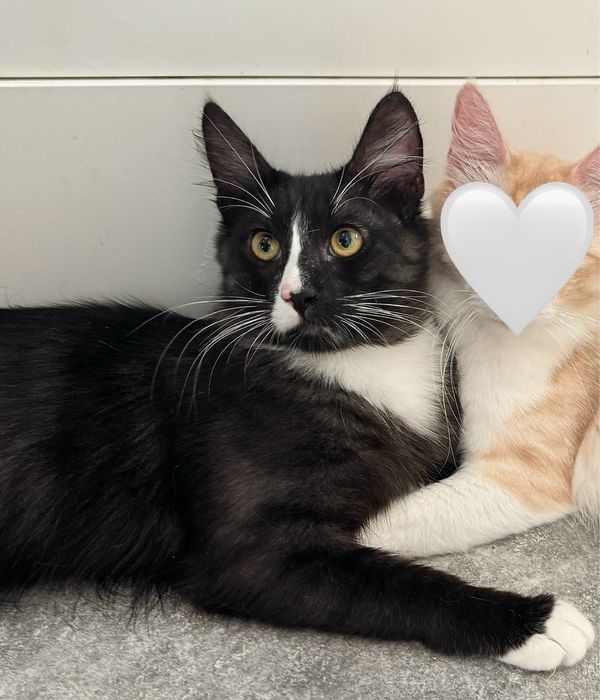 Angora Turecka, kot rasowy