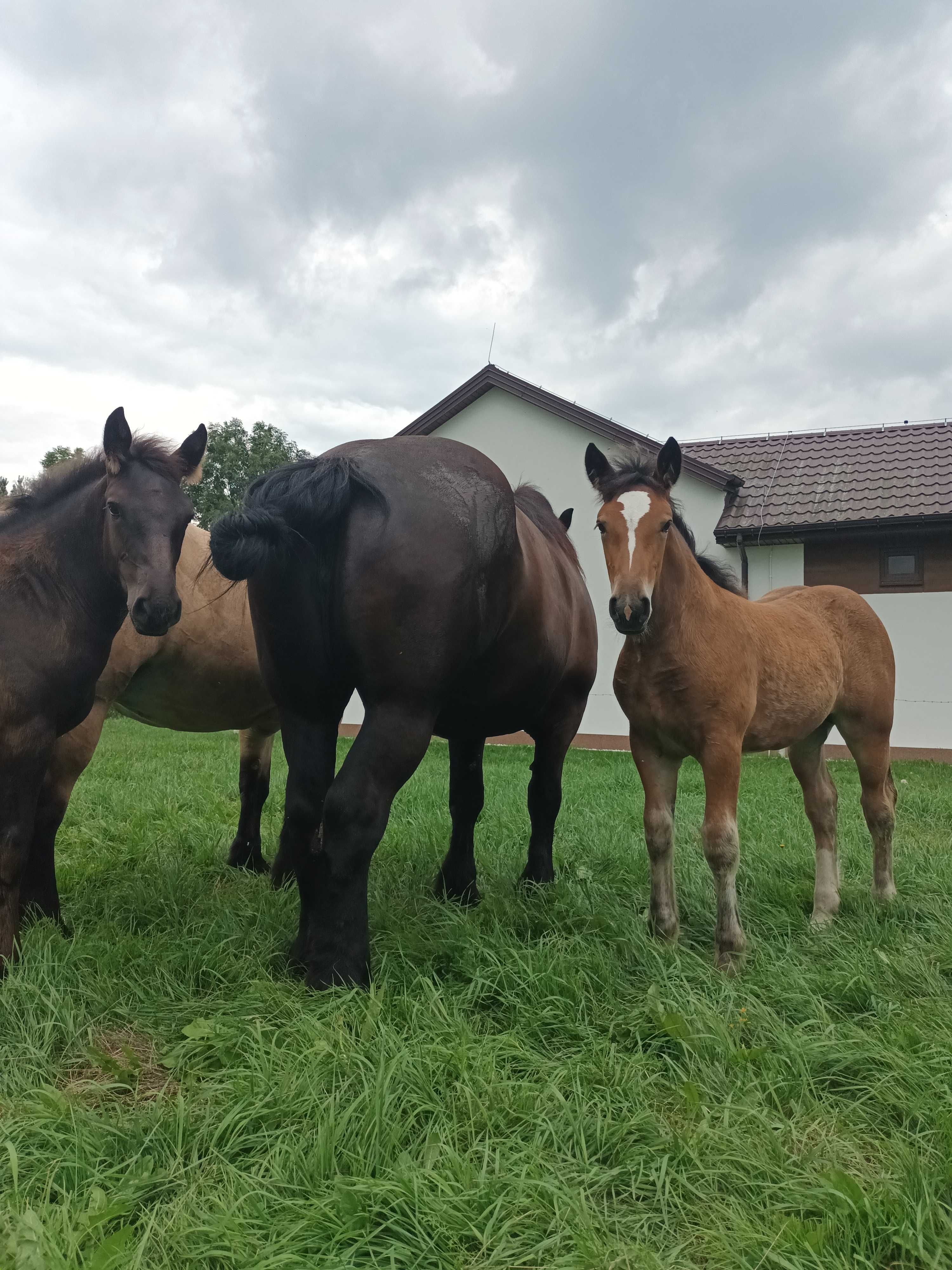 Sprzedam klacz ze źrebicą
