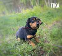 6 kg, kochana, delikatna Tika do adopcji