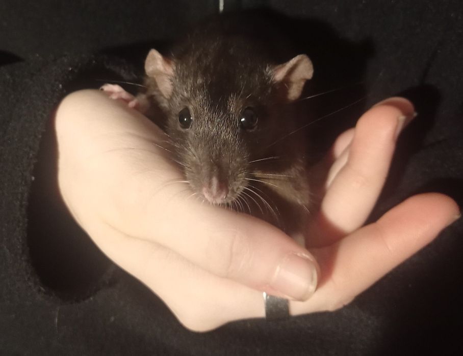 Декоративні щурі