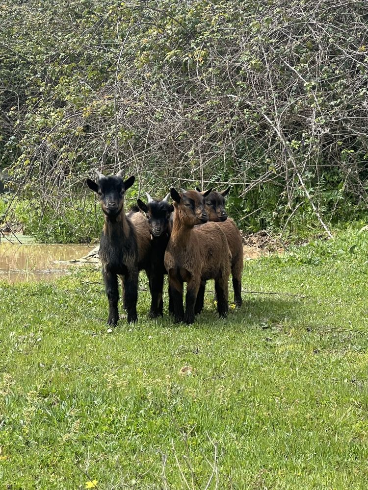 Vendo cabras anãs