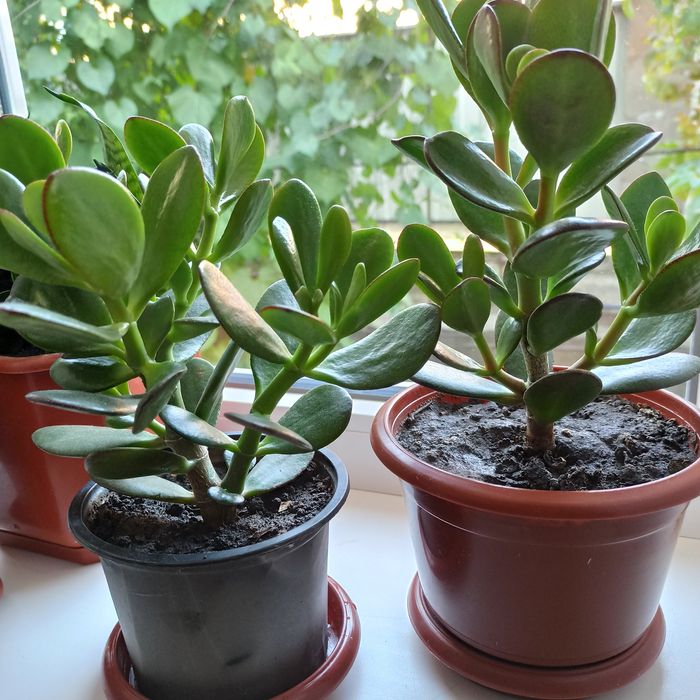 Грошове дерево(красула)