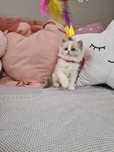 Urocza Kitty - kotka hodowlana do hodowli FPL Fife ragdoll