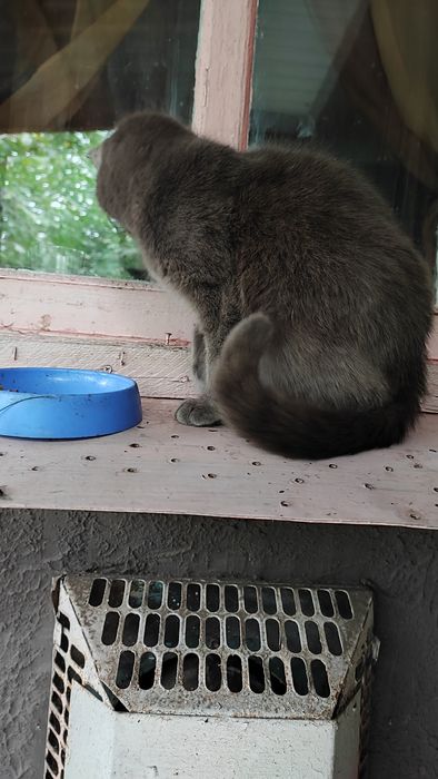 Віддам в добрі руки британець кішка стерилізована поміст бр