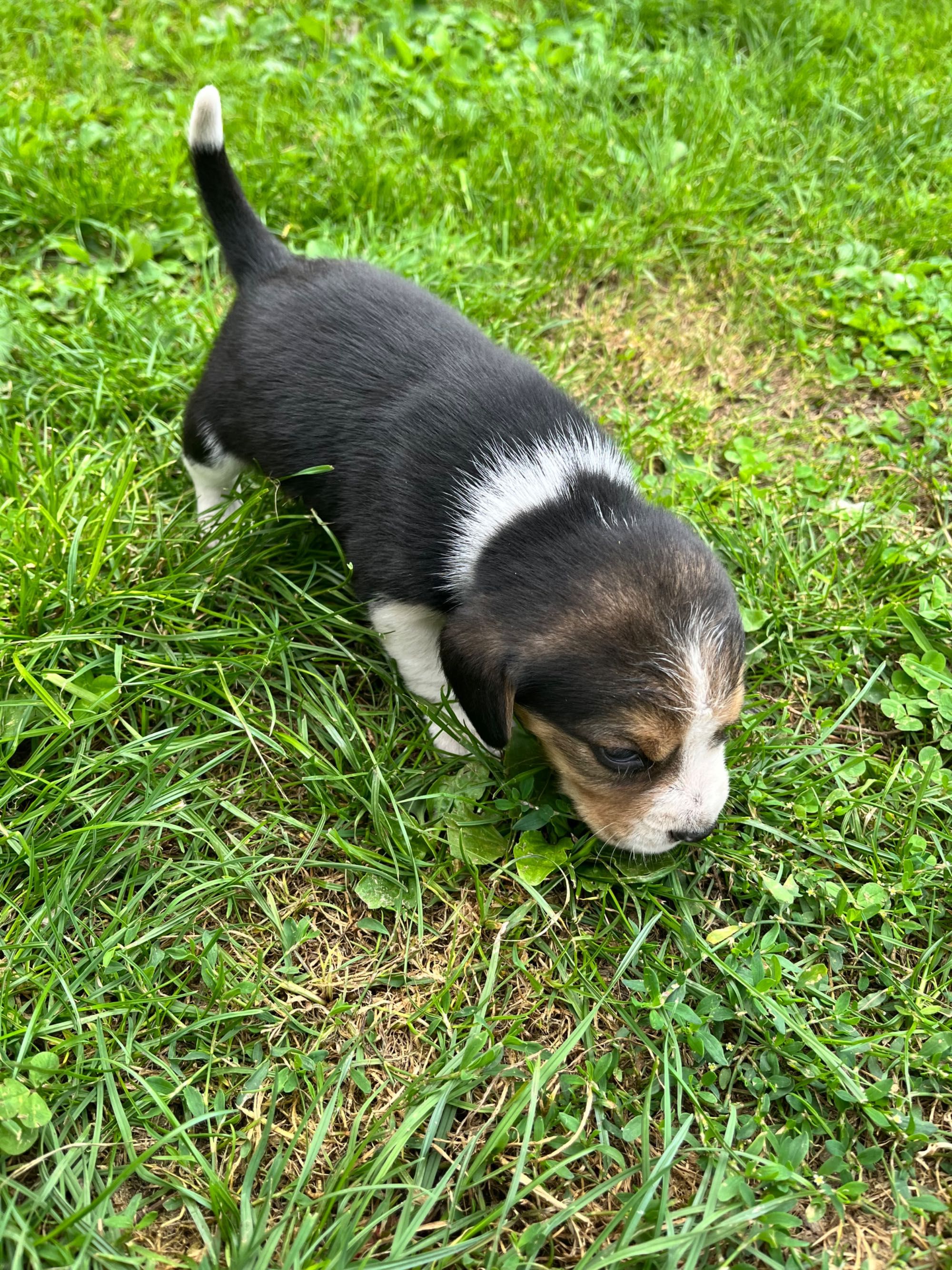 Beagle tricolor chip