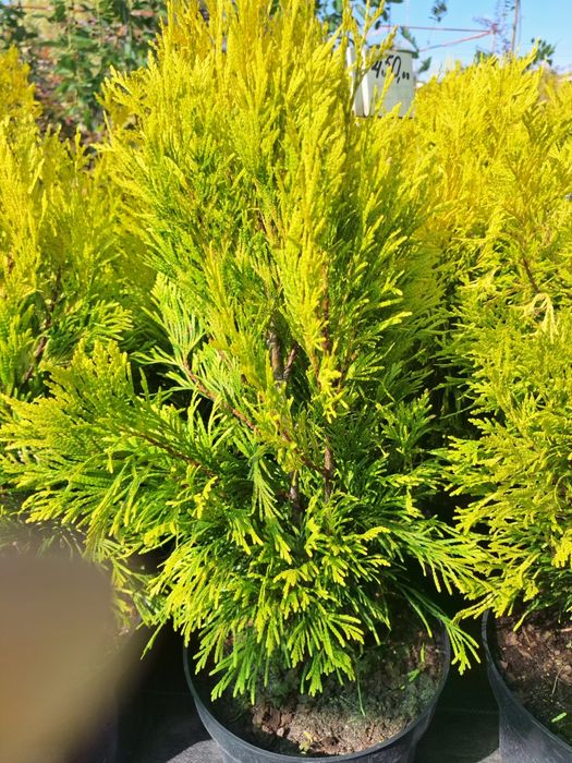 Туя форево голди