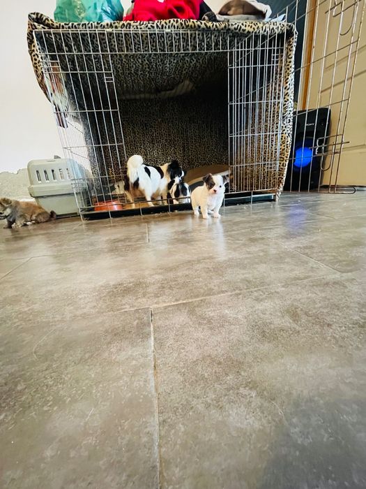 Chihuahua macho pelo longo