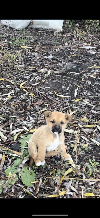 Віддам безкоштовно в добрі руки