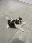 Shih Tzu szczeniaczek ZkwP FCI
