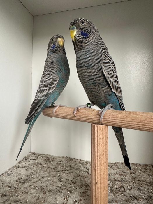 Casais periquitos black face