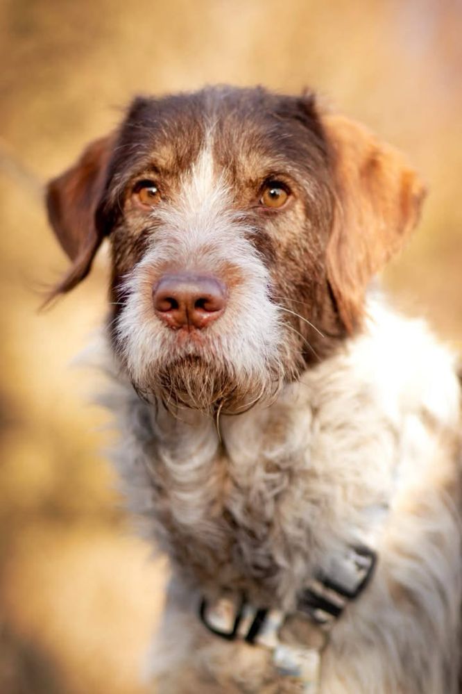 Herman do adopcji w typie wyżła