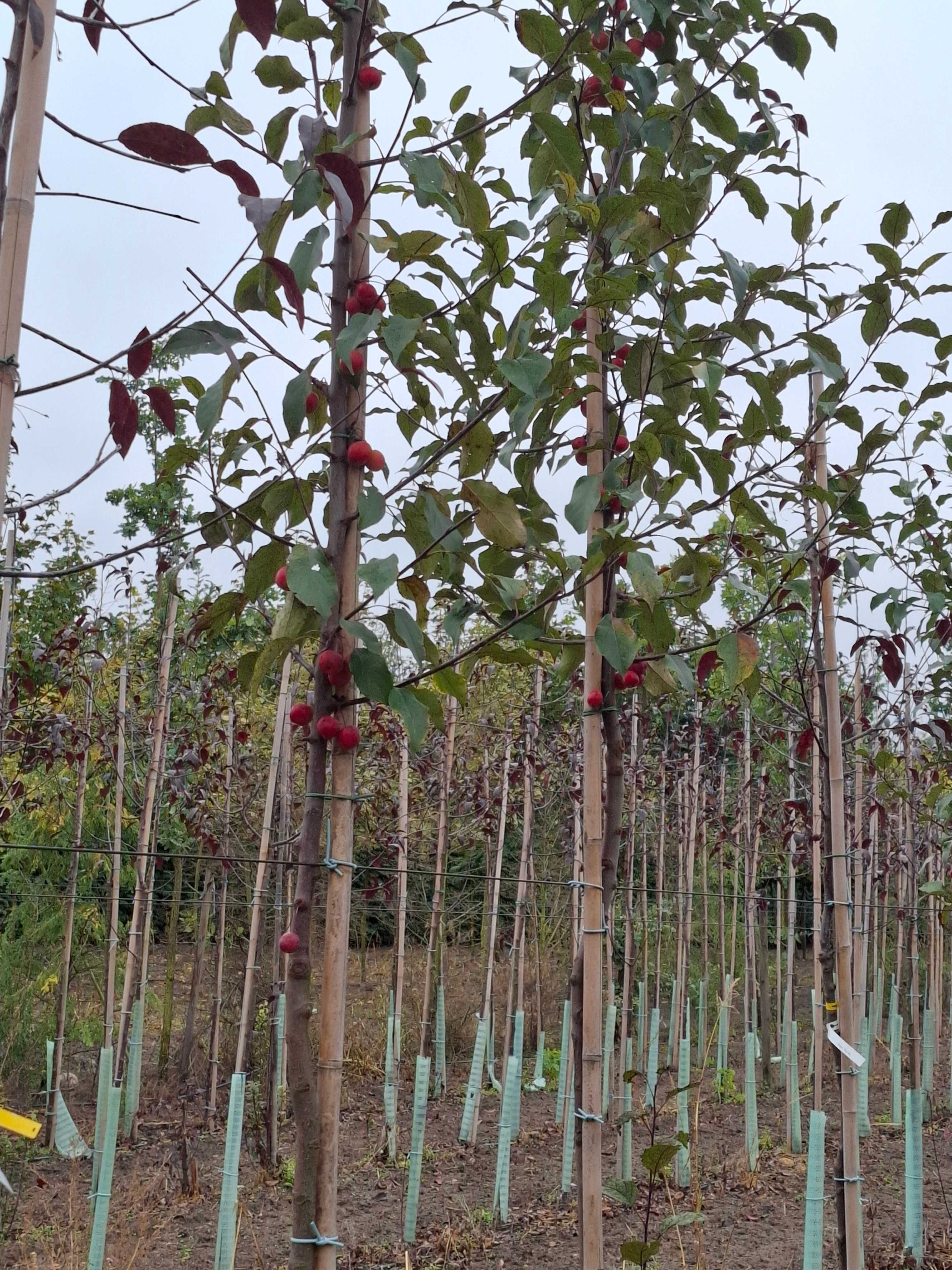 Jabłoń ozdobna Ola Royalty Profusion Red Sentinel , Malus
