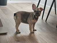 Buldog francuski  suczka