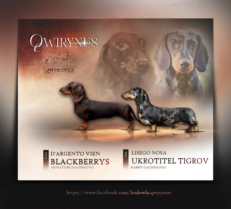 Jamniki Krótkowlosy Miniaturowy FCI