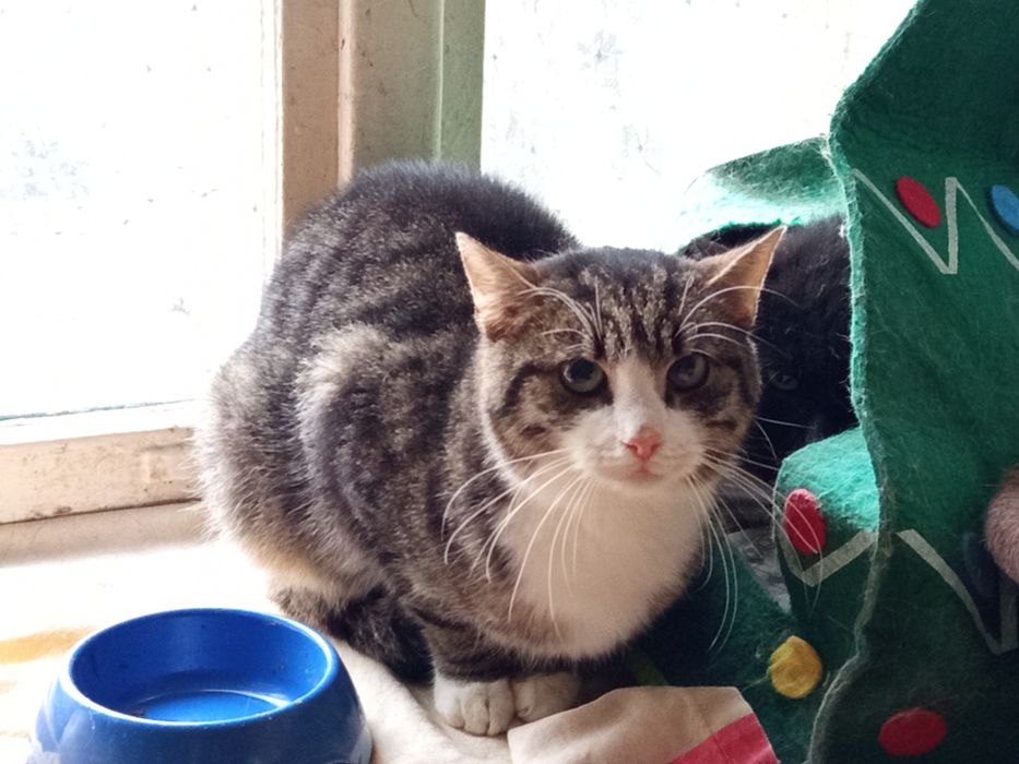 Migdał poleca się do adopcji