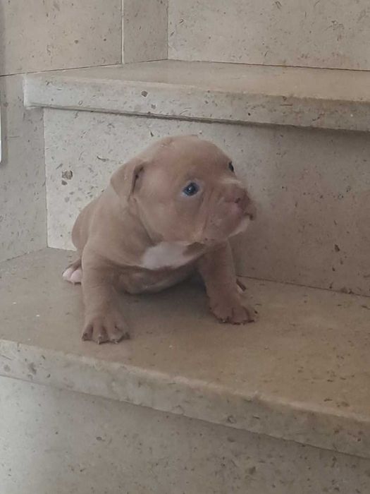 American Bully Pocket