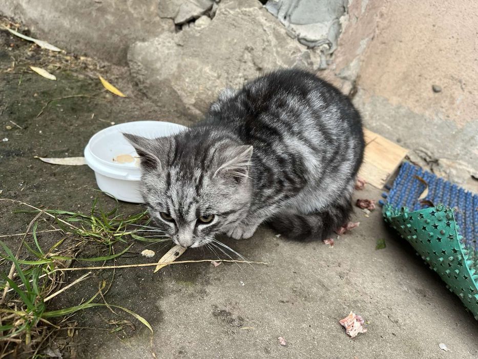 Кіт, кошеня,котеня безкоштовно