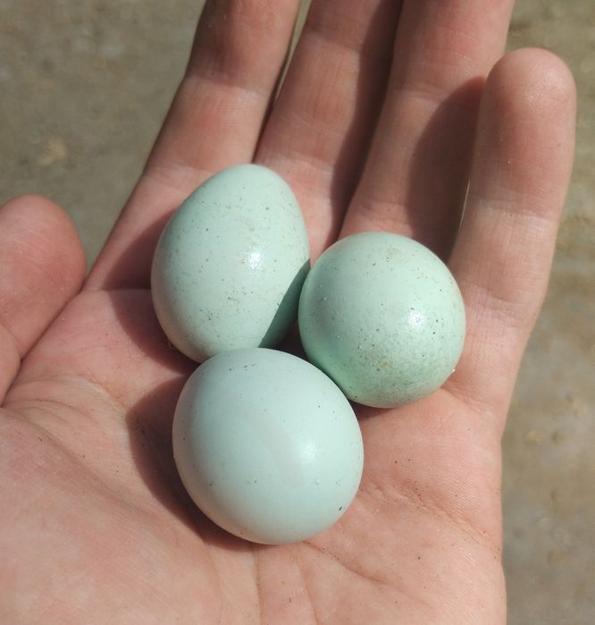 Інкубаційні яйця перепілки Селадон