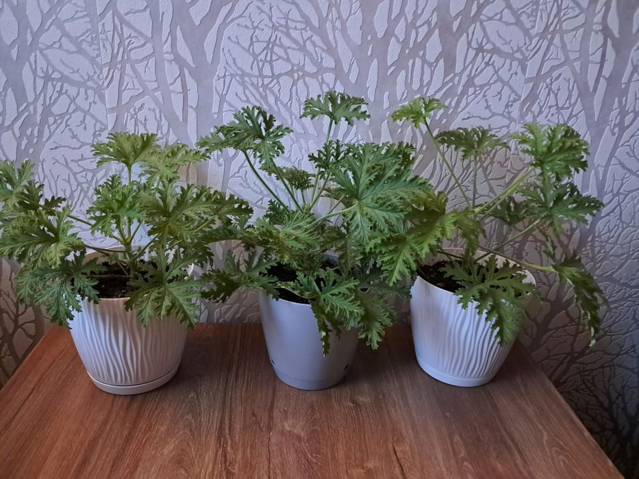 Kwiaty domowe różne