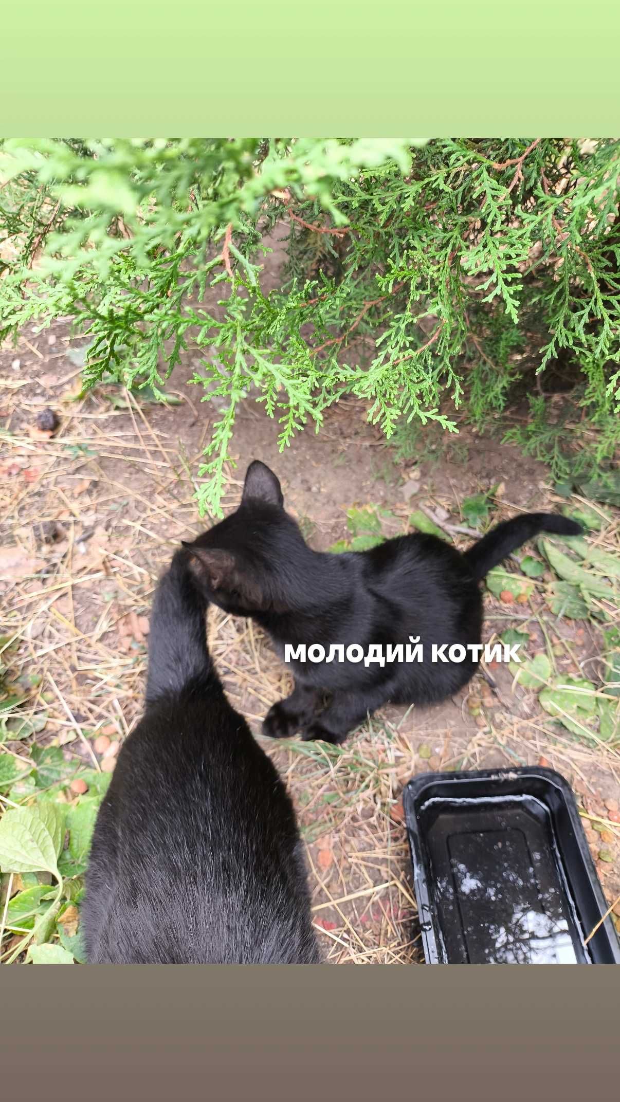 ТЕРМІНОВО! Котики шукають дім!