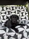 Labrador retriever czarna suczka kielce polecam