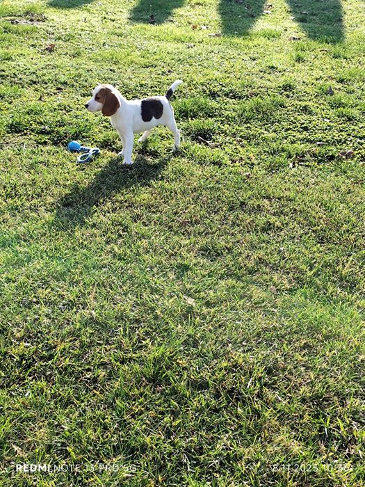 Suczka Beagle gotowa do odbioru metryka czip wyprawka