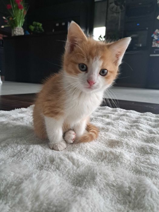 2 male kotki rudo biale