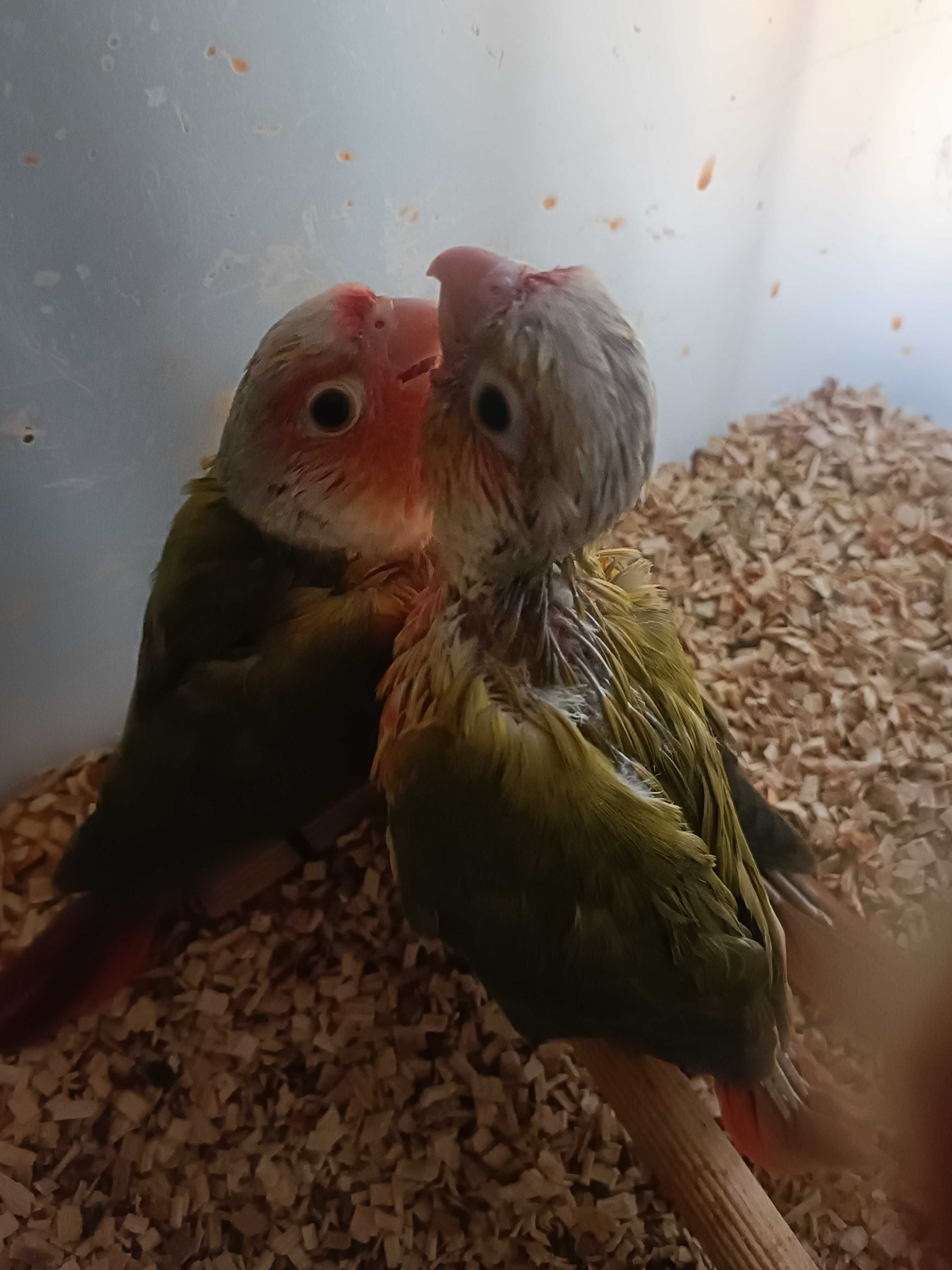 Pyrruras pyneeaples criadas  a mão ..