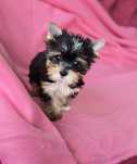 Suczka mini do 1,5 kg Yorkshire terrier