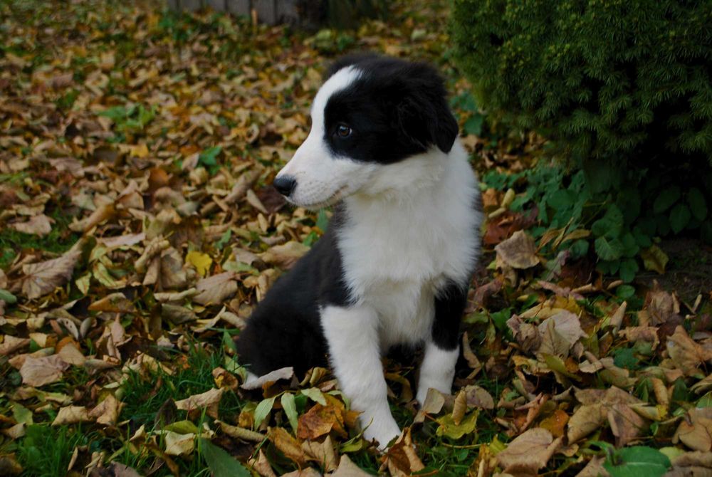 Sprzedam Szczeniaka Border Collie