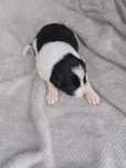 Border collie piesek
