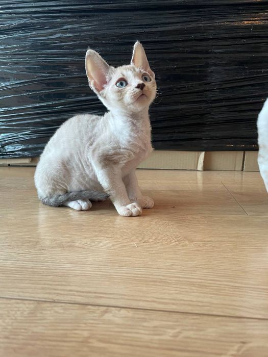 ZAREZERWOWANY! Uroczy kocurka Devon Rex - Bunny!