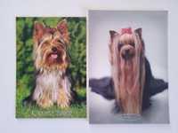 Widokowka kartka pocztówka  z psem yorkshire terrier Racheal Hale