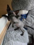 Канадочка, девочка, сфинкс