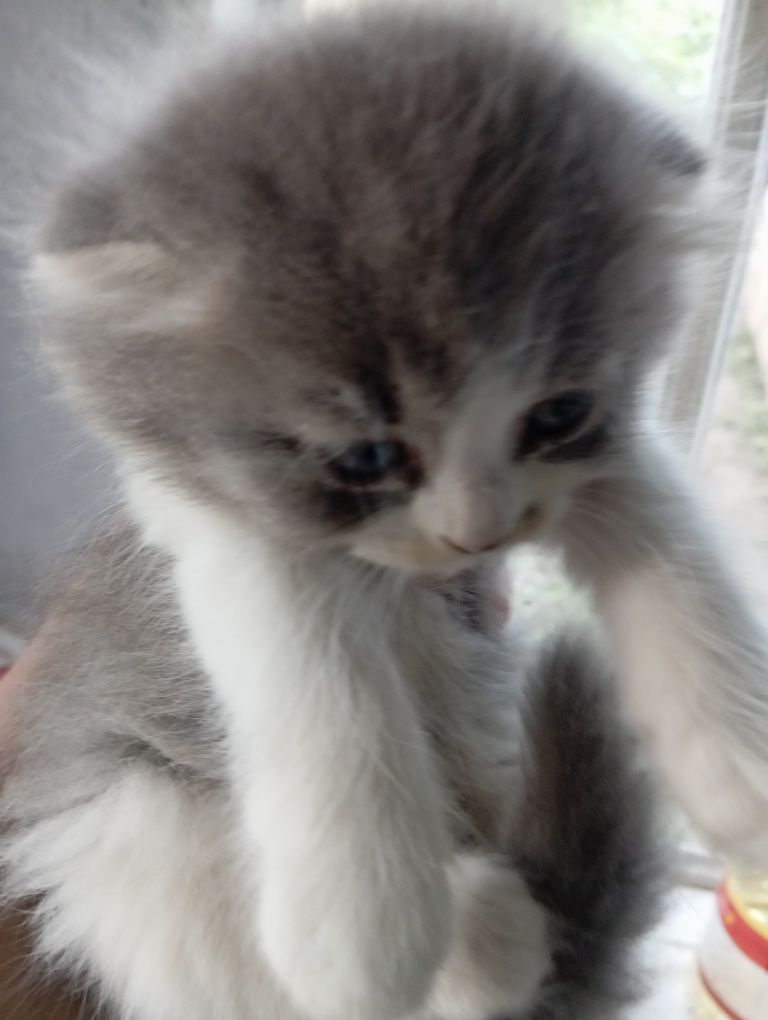 Кошенята безкоштовно