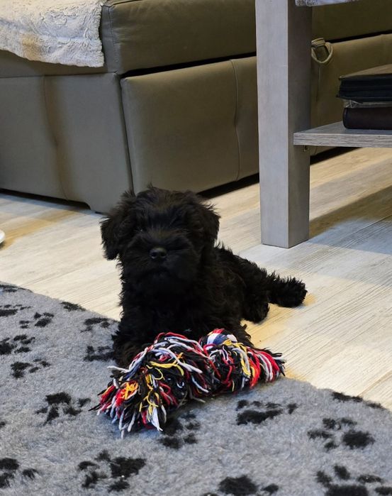 Sznaucer Miniaturowy