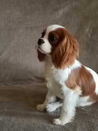 Cavalier King Charles Spaniel * Chłopczyk * ZKwP FCI