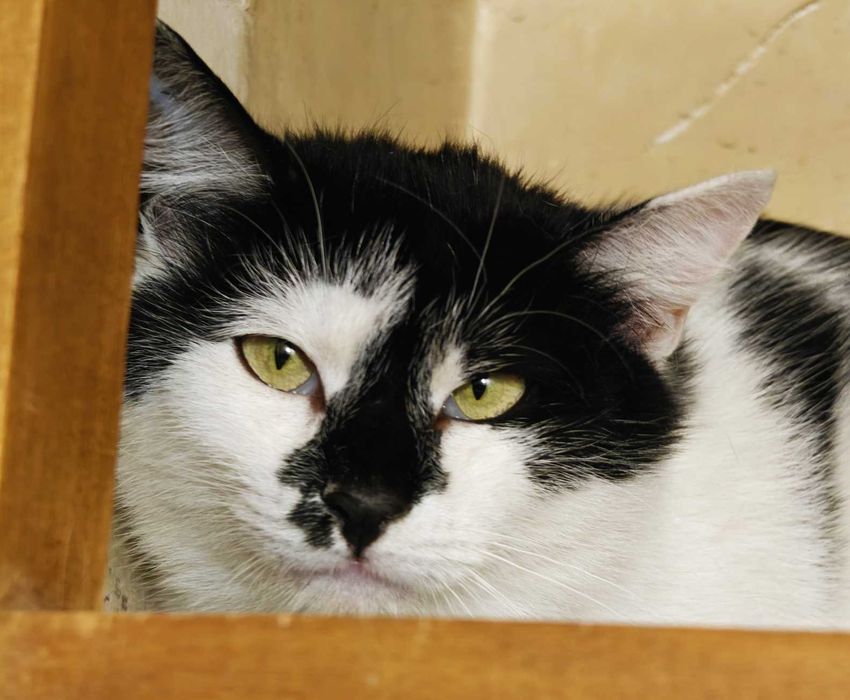 Термінове прилаштування! Киця Мілка 1рік няшна ніжна спокійна кішка