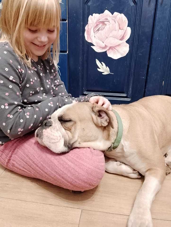 buldog kontynentalny