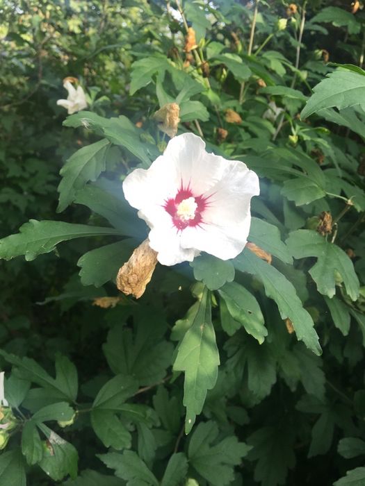 Гібіскус сірійський