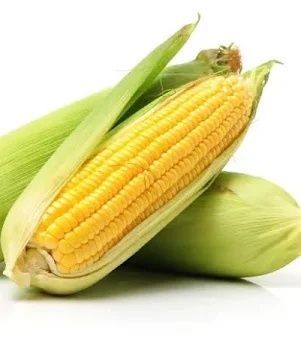 SKupie mokrą kukurydzę  420zł. Transport gratis !