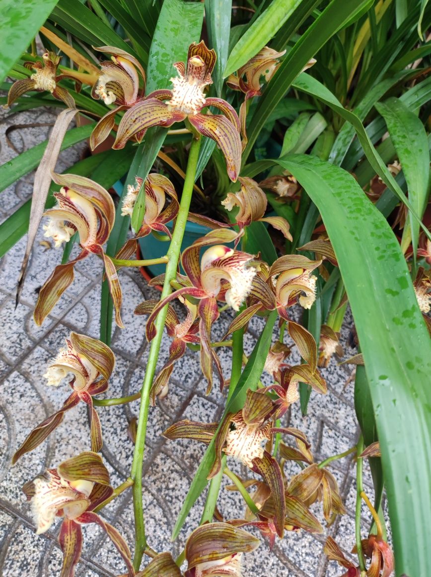 Vaso de orquídea