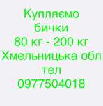 Купляємо бички дорого
