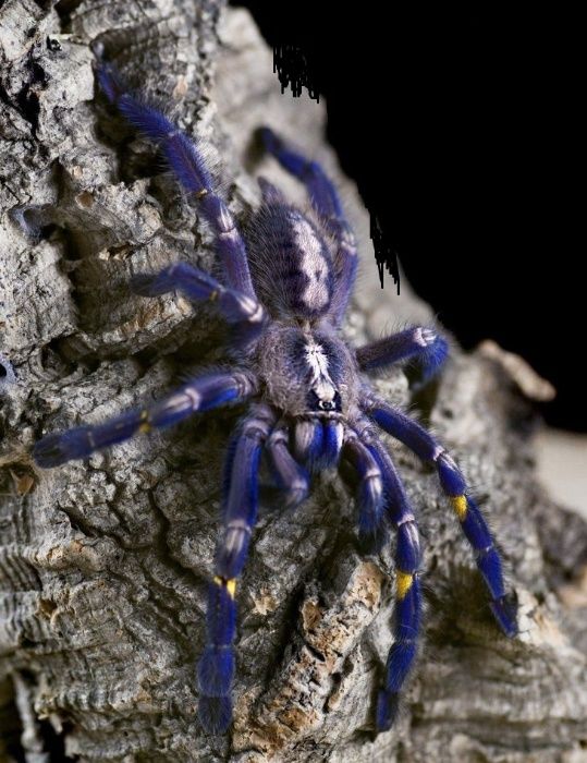 самка паука птицееда Poecilotheria metallica